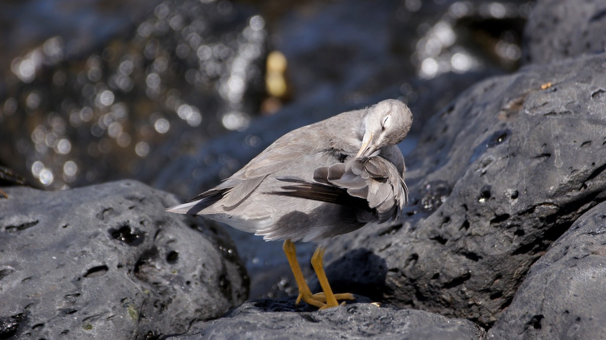 Wanderwasserläufer - ML121951511