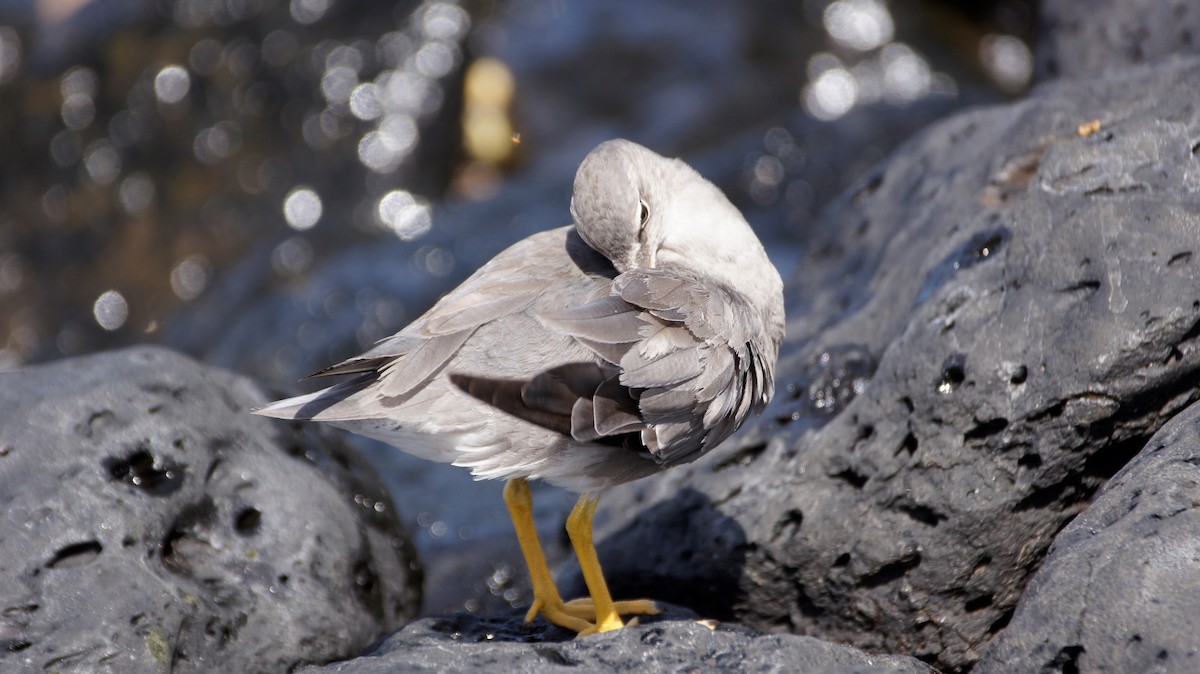 Wanderwasserläufer - ML121951521