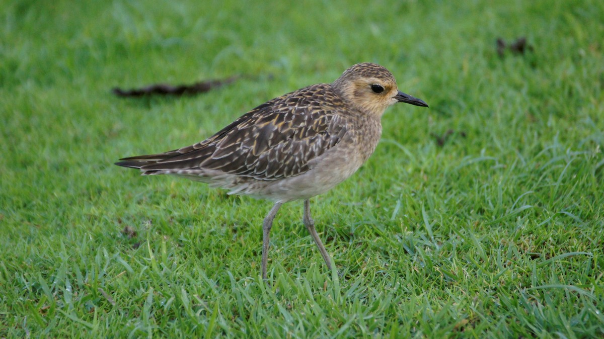 Pacific Golden-Plover - ML121952501