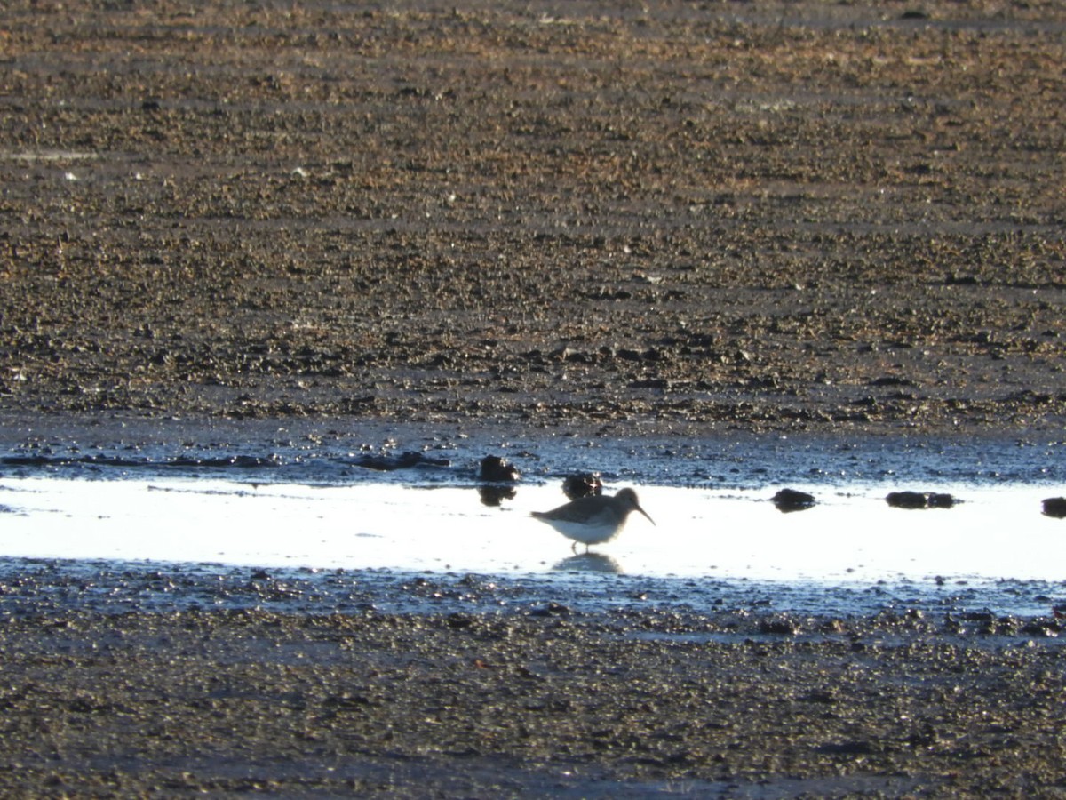 Dunlin - ML121953271