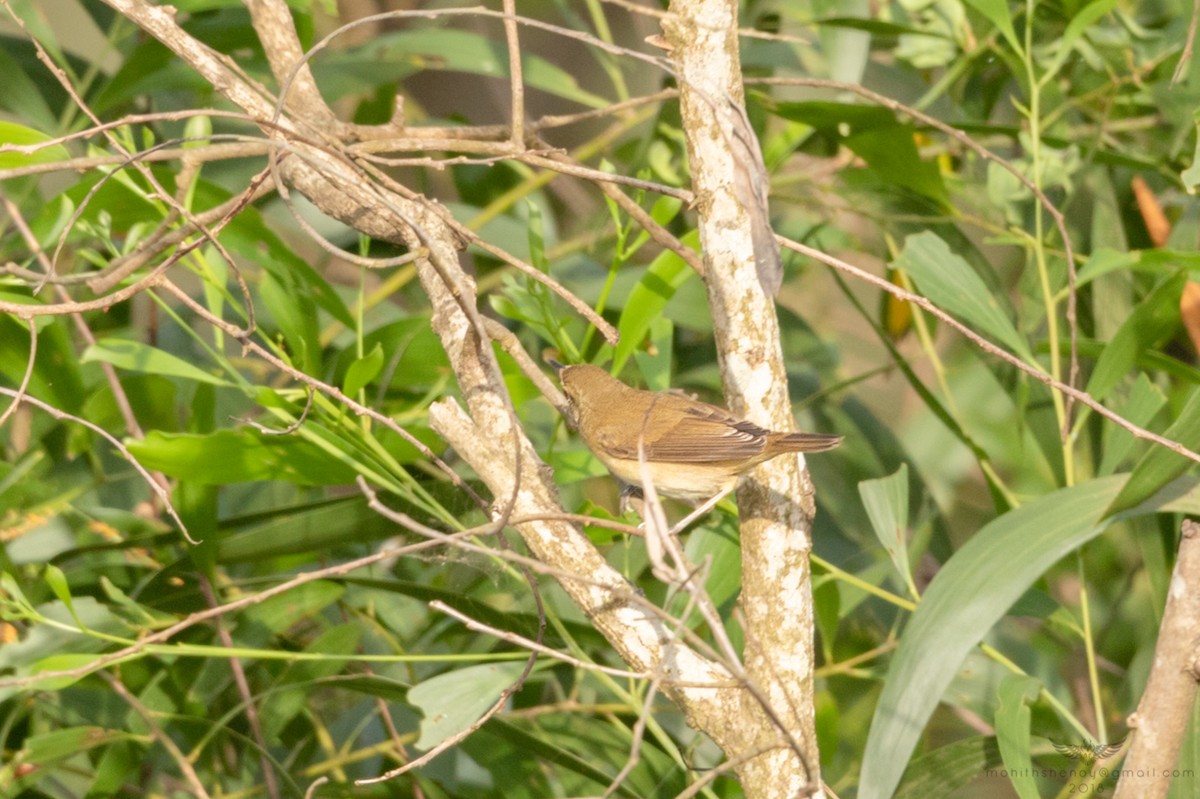 Sykes's Warbler - ML121954241