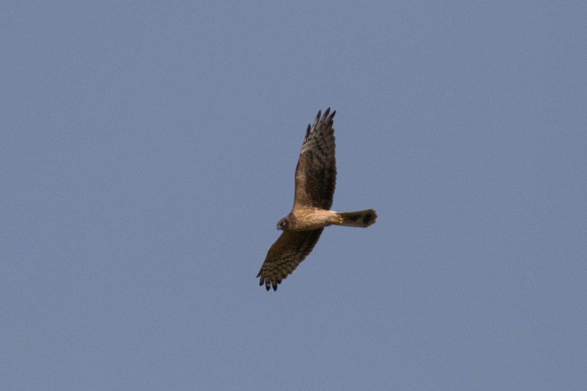 Pallid Harrier - Raphael Lebrun