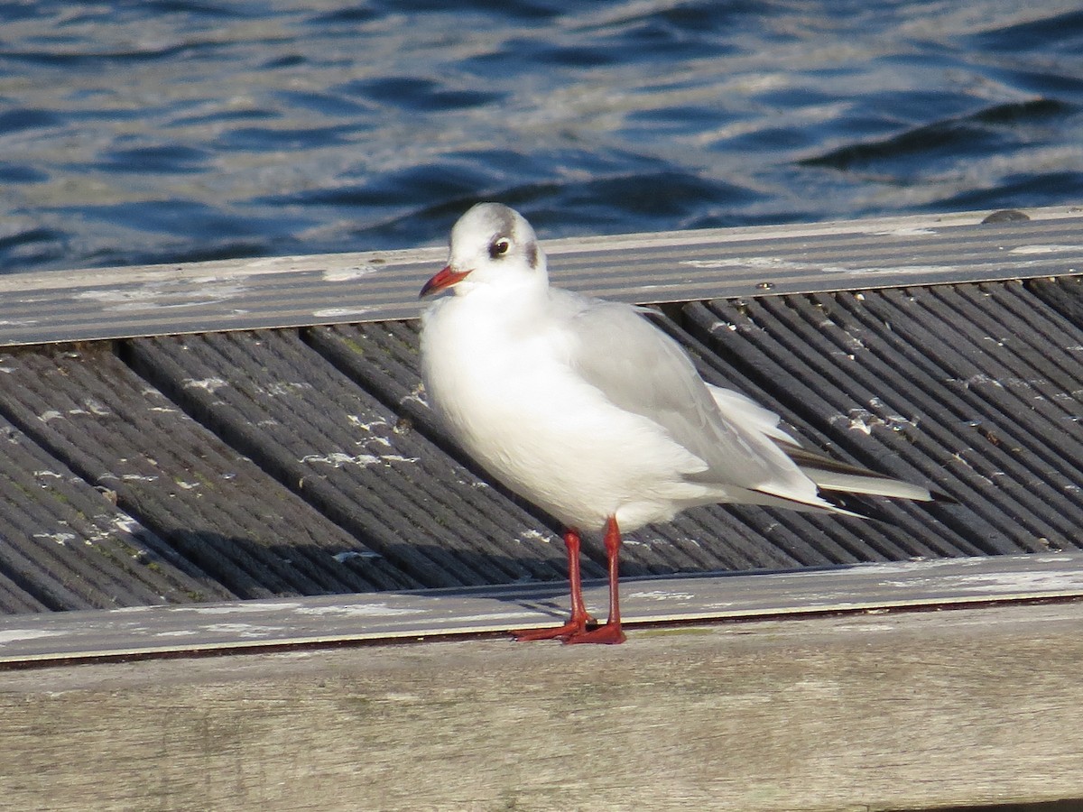 Black-headed Gull - ML121954881