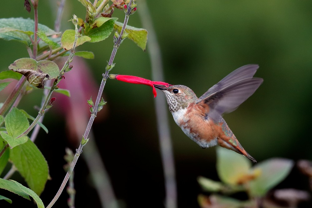 Rufous Hummingbird - Geoff Malosh