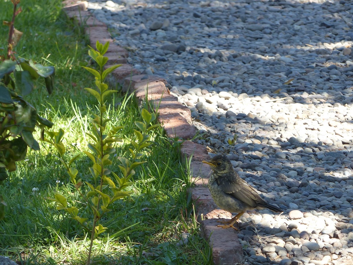 Austral Thrush - joaquin vial