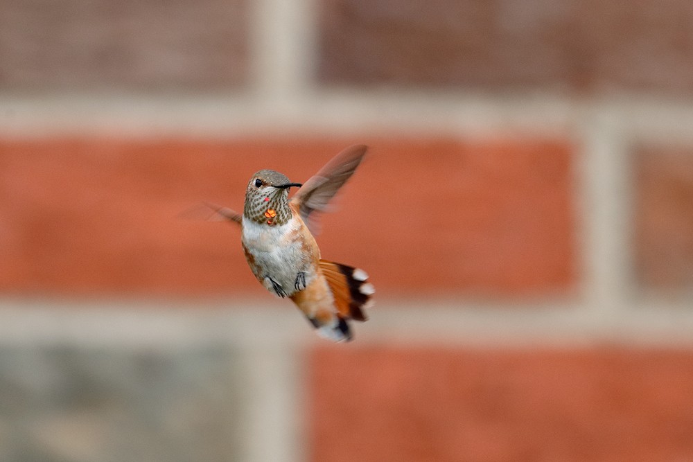 Rufous Hummingbird - Geoff Malosh