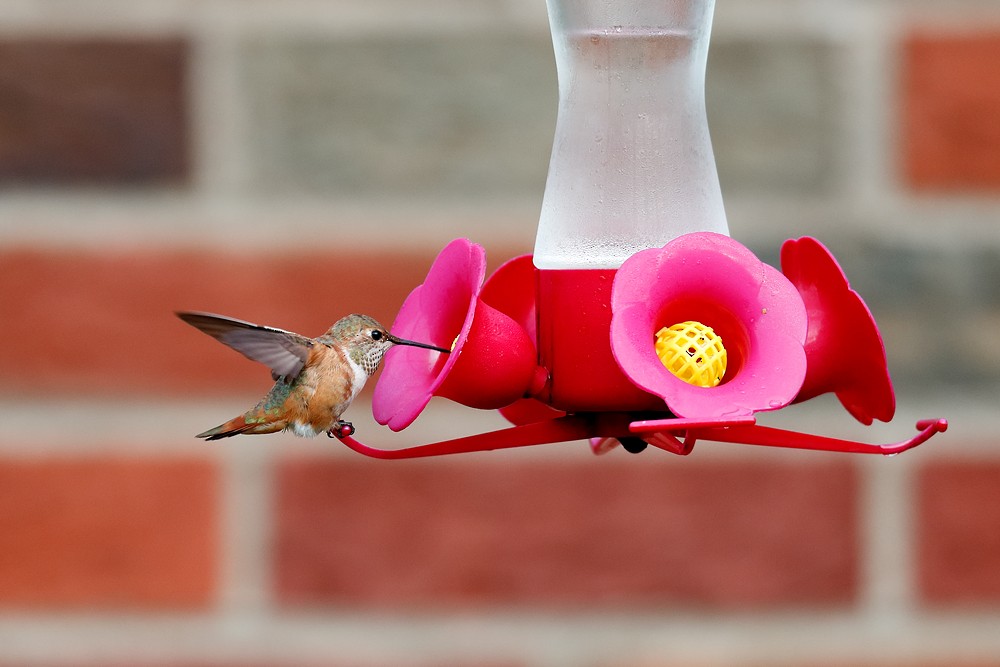 Rufous Hummingbird - ML121956201