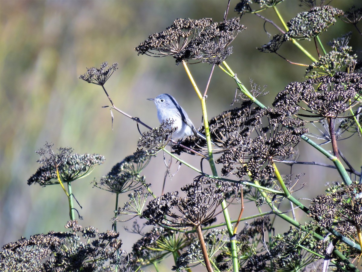 Blue-gray Gnatcatcher - ML121957101