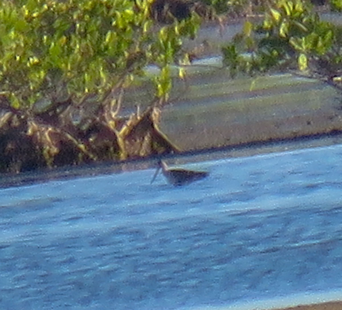 Hudsonian Godwit - ML121957121