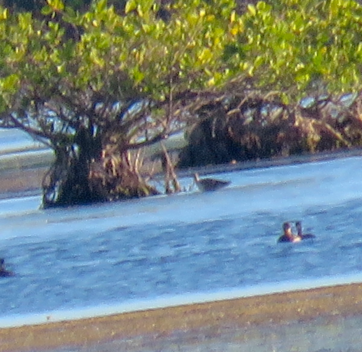 Hudsonian Godwit - ML121957171