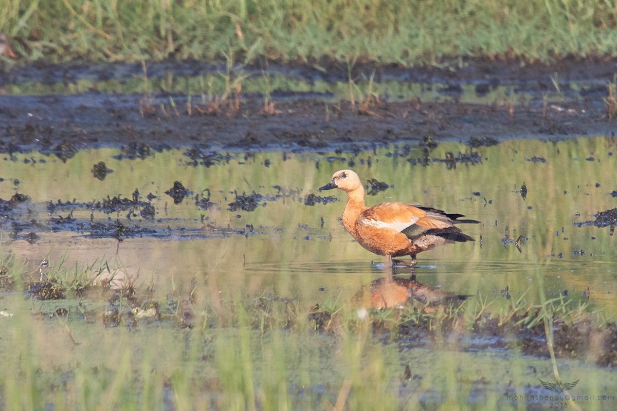 Ruddy Shelduck - Mohith Shenoy