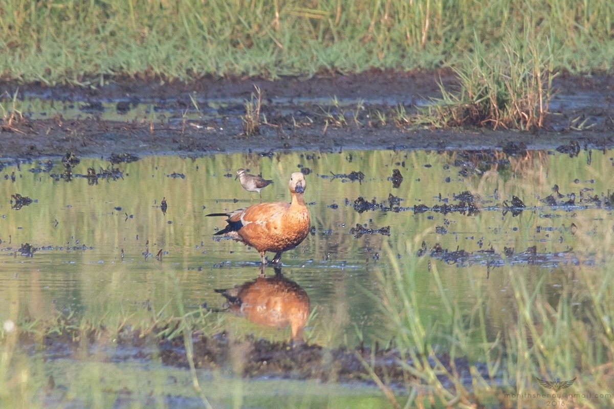 Ruddy Shelduck - Mohith Shenoy