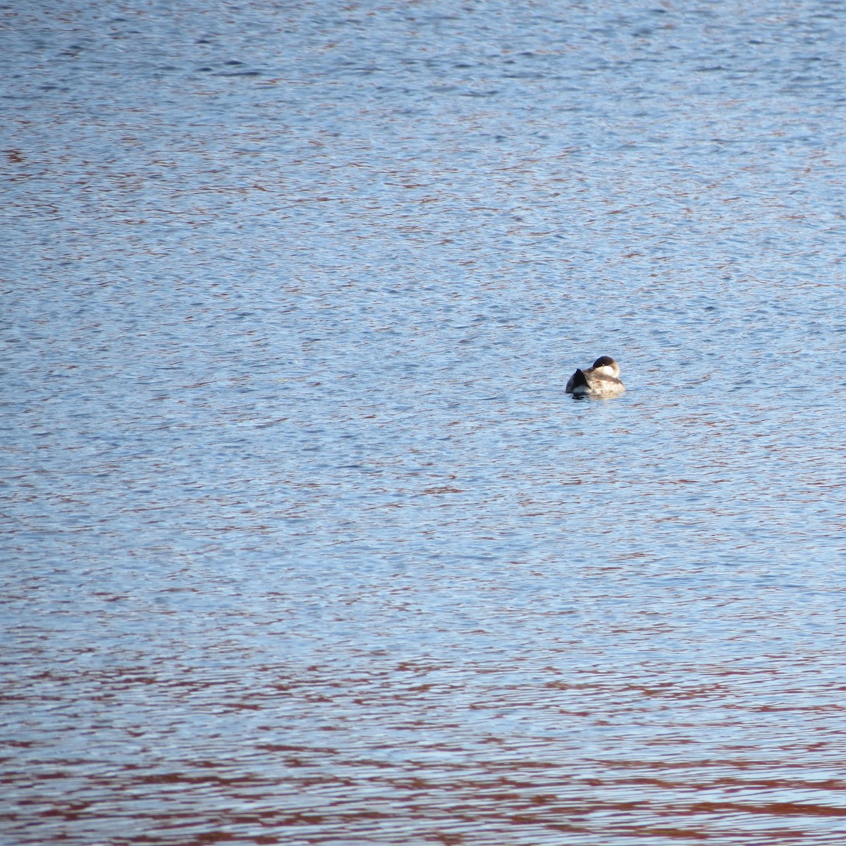 Ruddy Duck - ML121958691