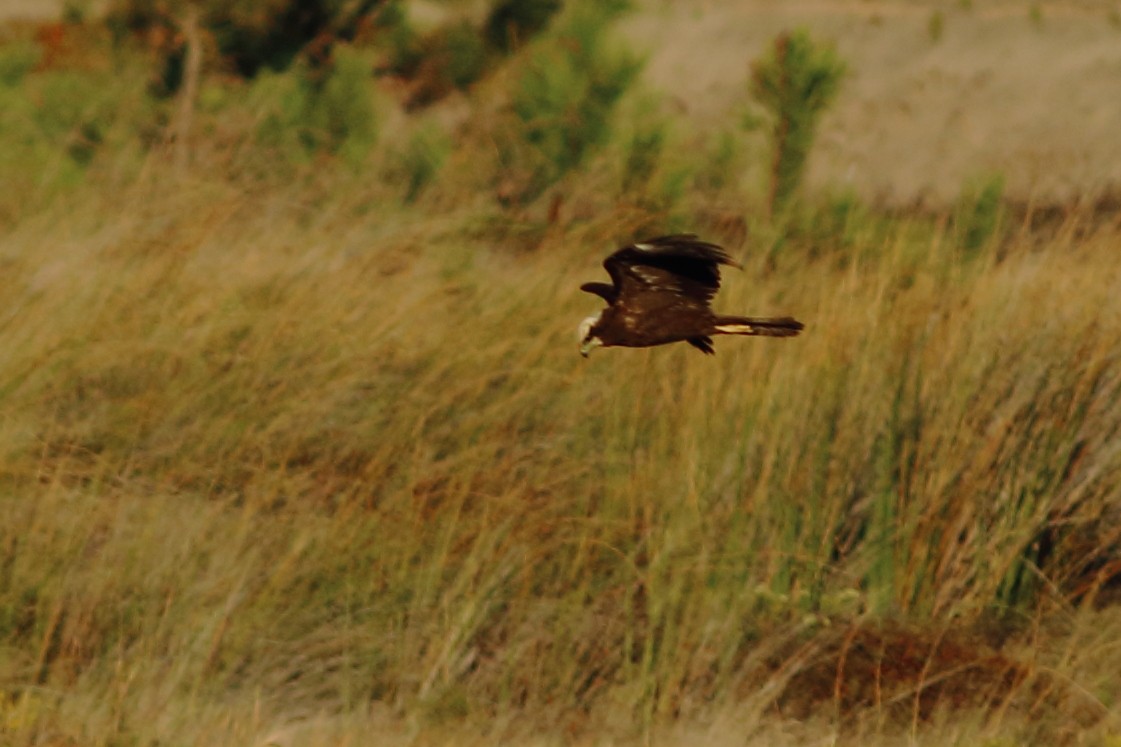 Western Marsh Harrier - ML121959201