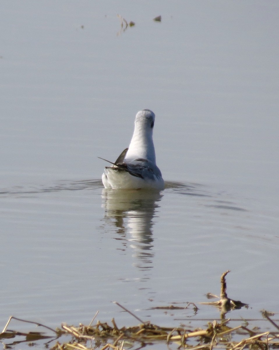 Bonaparte's Gull - ML121960641