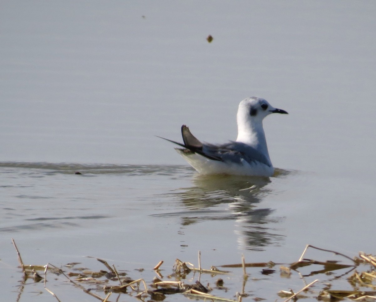 Bonaparte's Gull - ML121960651