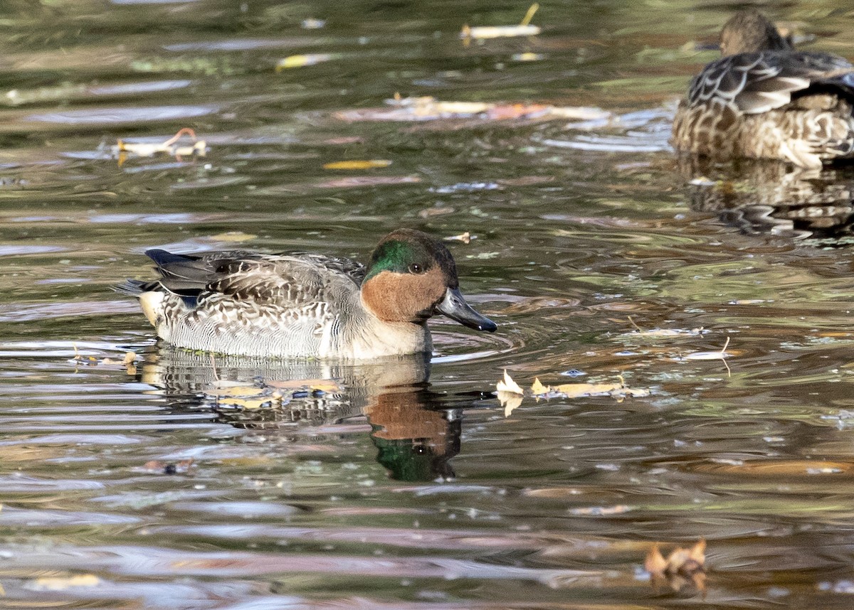 Green-winged Teal - ML121961481