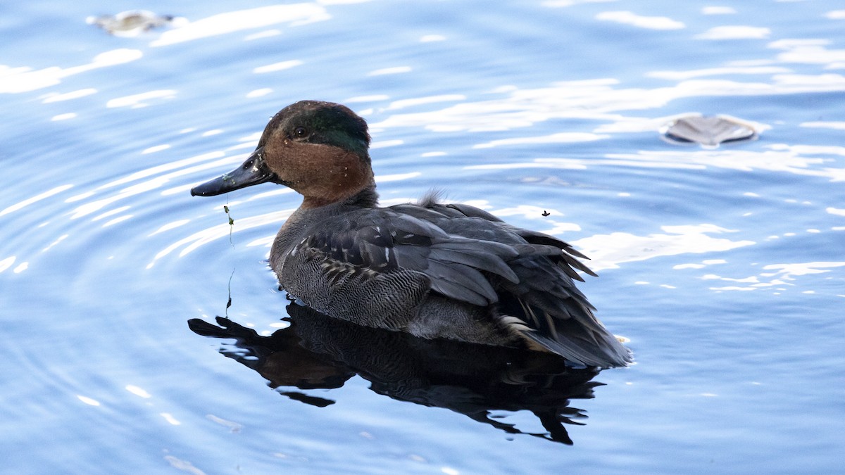 Green-winged Teal - ML121961531