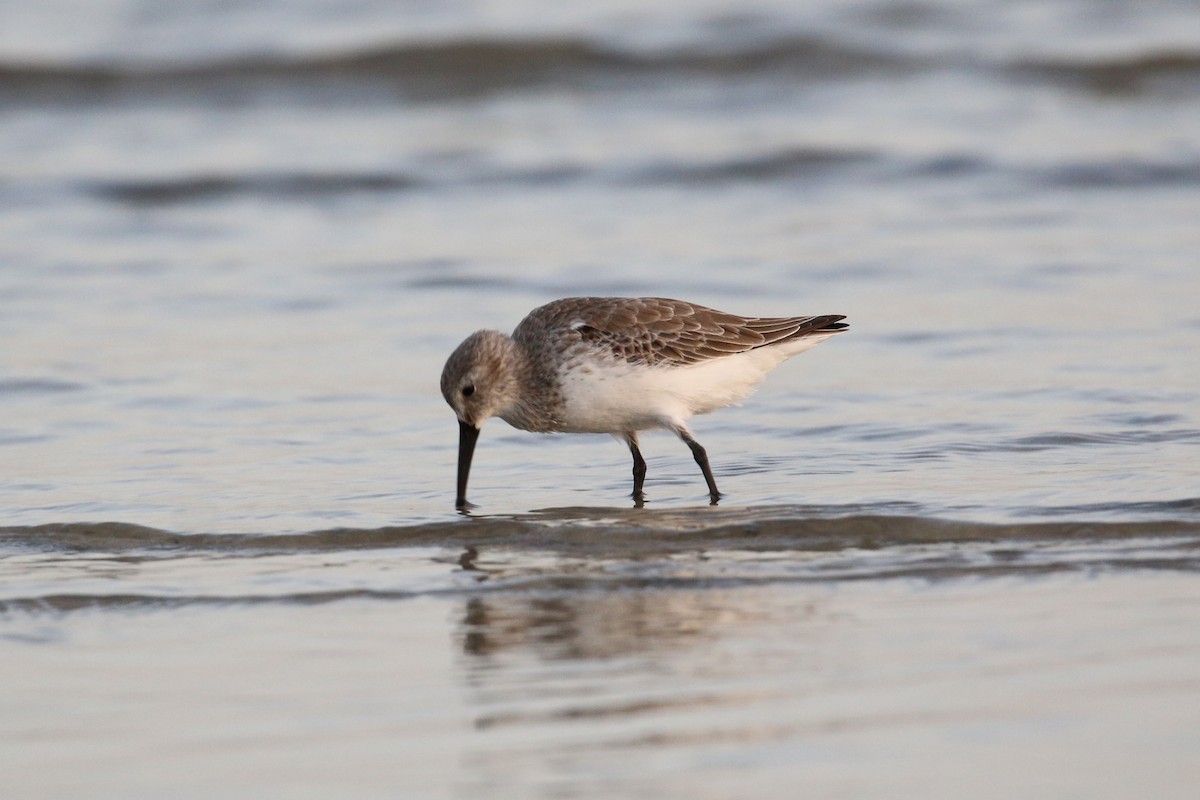 Dunlin - Oscar Campbell