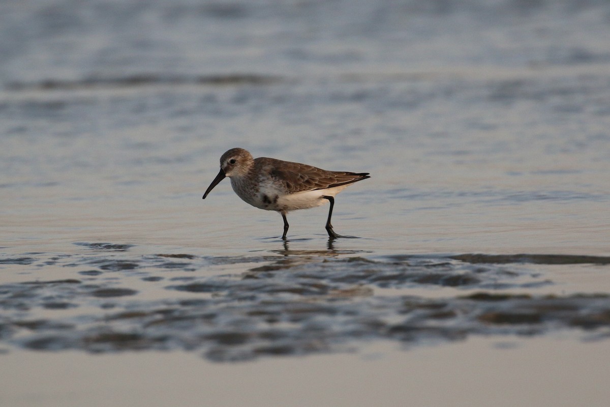 Dunlin - ML121961881