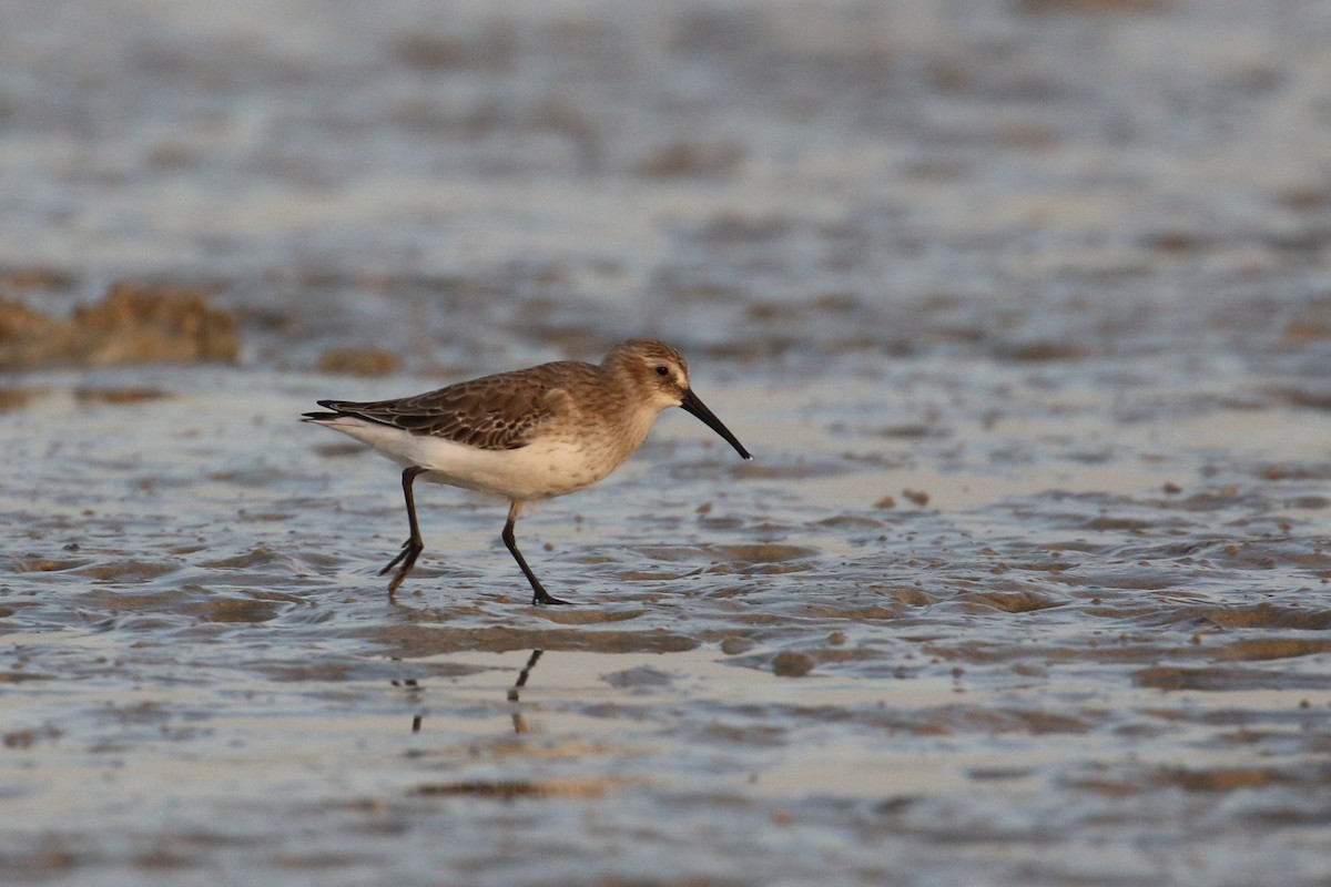 Dunlin - Oscar Campbell