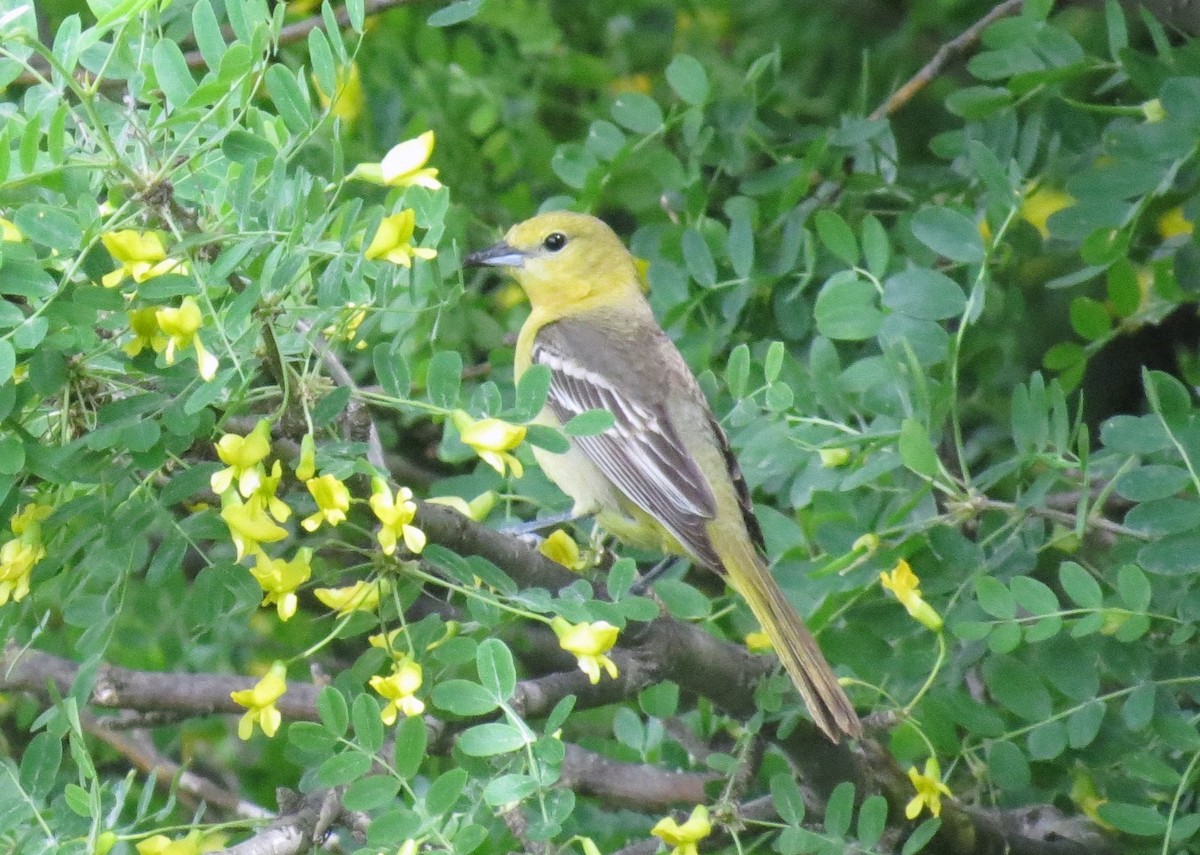 Orchard Oriole - ML121964231