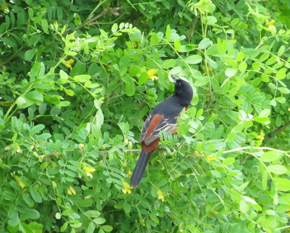 Orchard Oriole - ML121964241