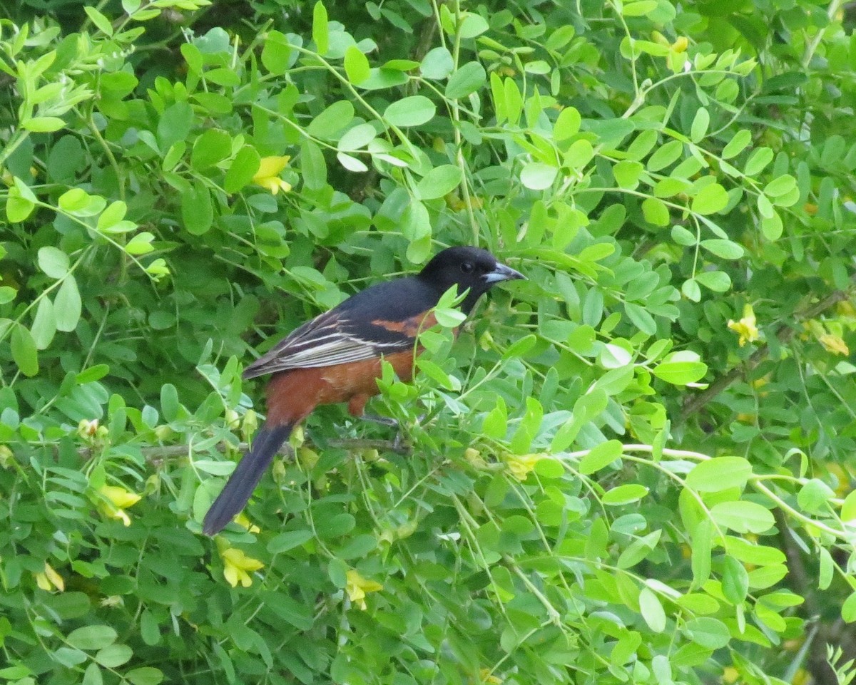 Orchard Oriole - ML121964251