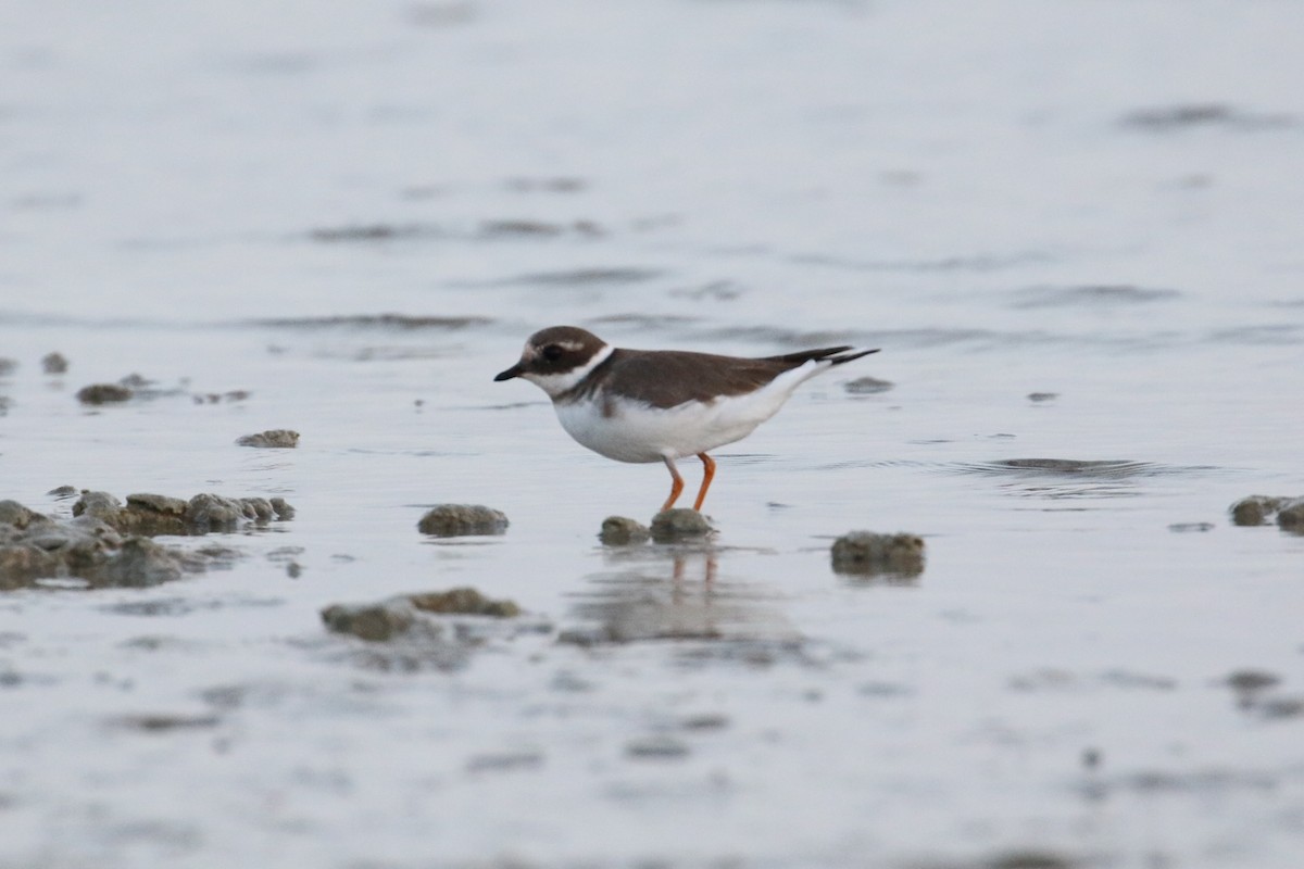 Common Ringed Plover - Oscar Campbell