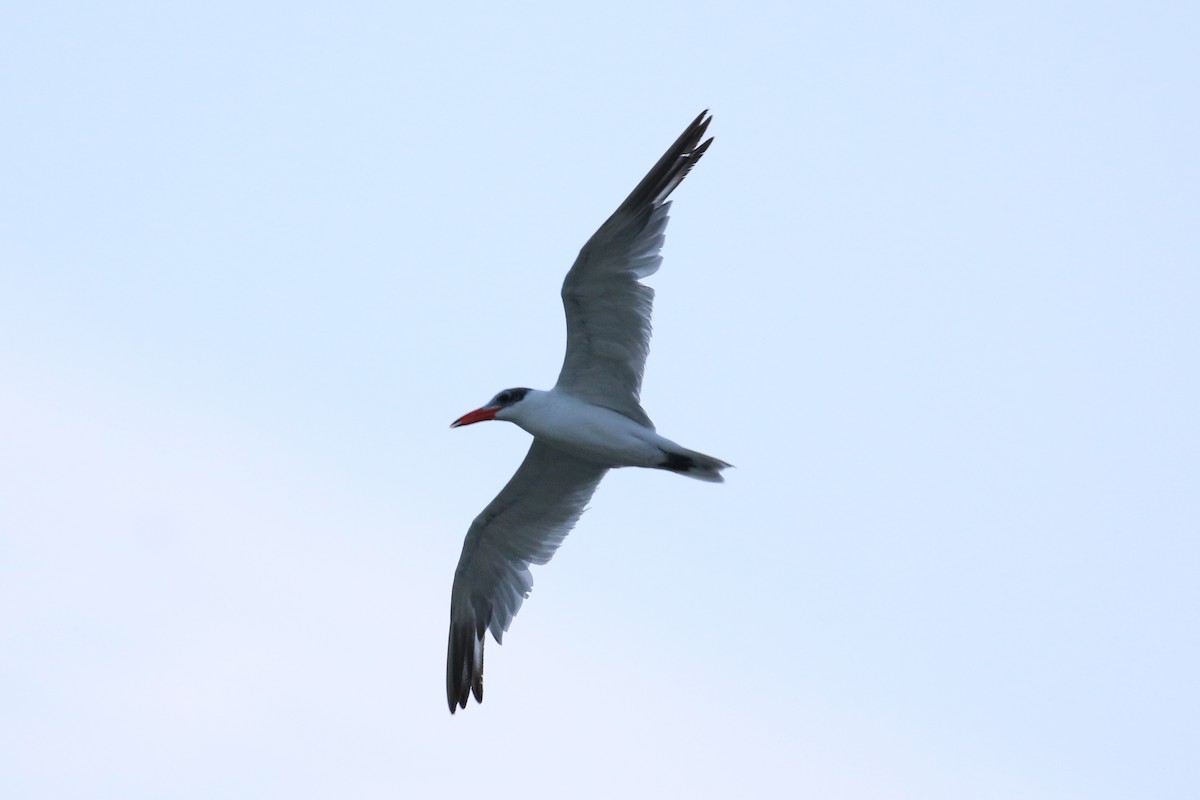 Caspian Tern - ML121964851