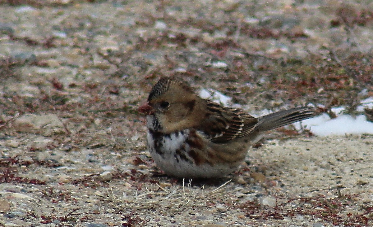 Harris's Sparrow - ML121965051