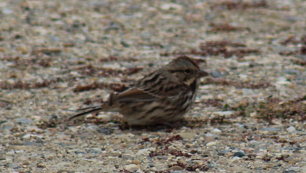 Song Sparrow - ML121965271