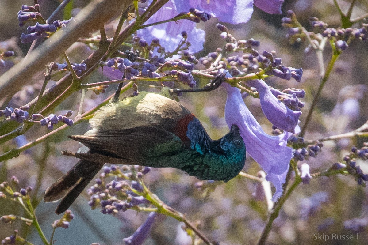 Souimanga Sunbird - ML121970401