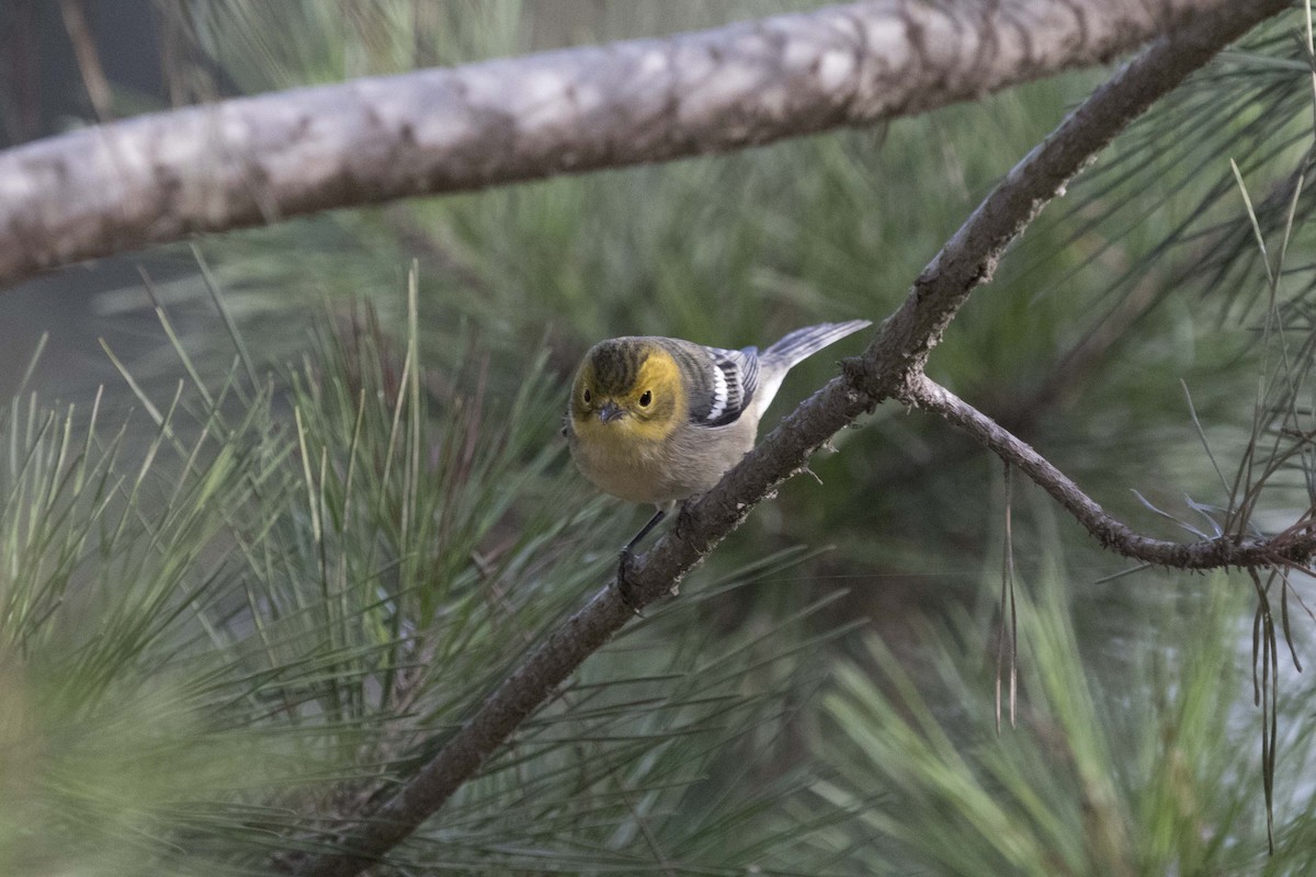 Hermit Warbler - ML121971481