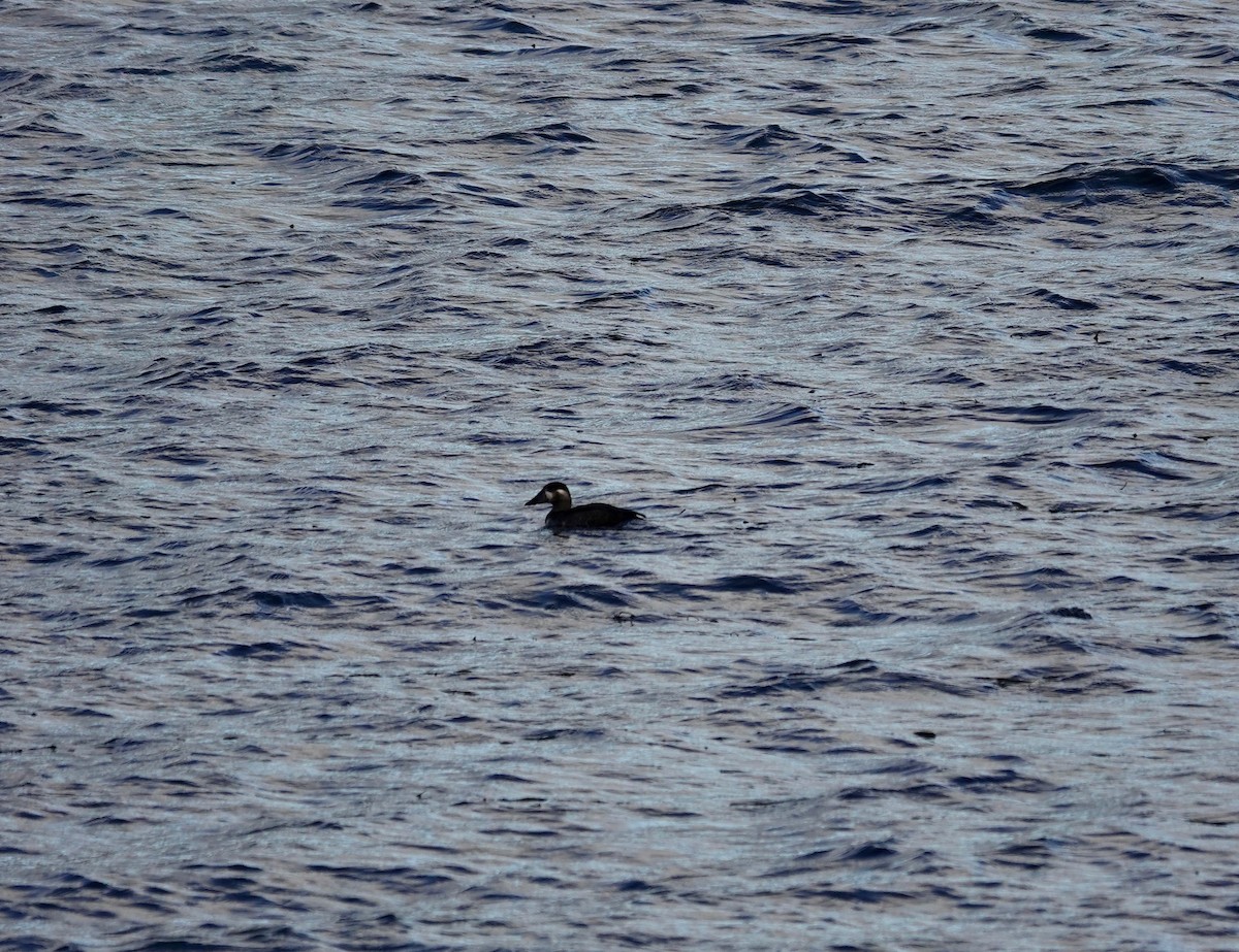 Surf Scoter - ML121972791