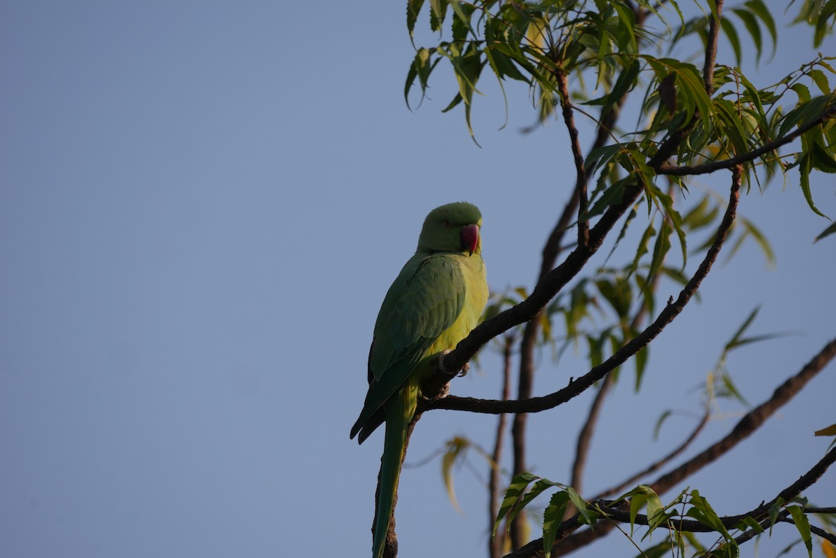 Rose-ringed Parakeet - ML121976331