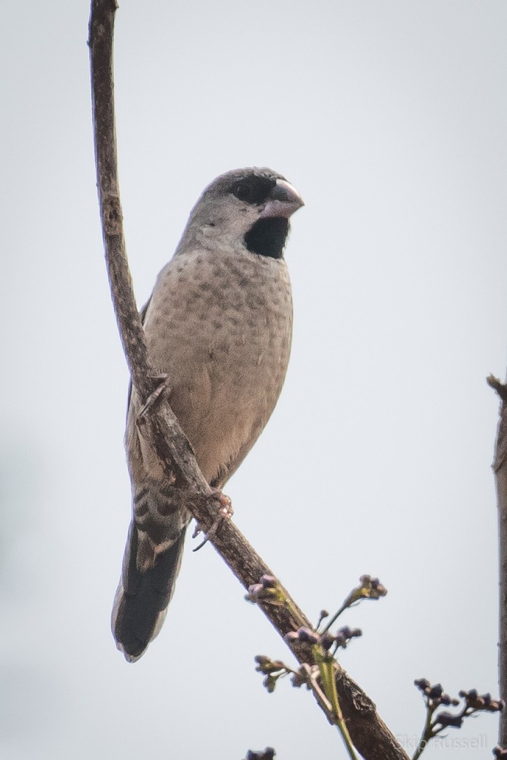 Madagascar Munia - ML121977151