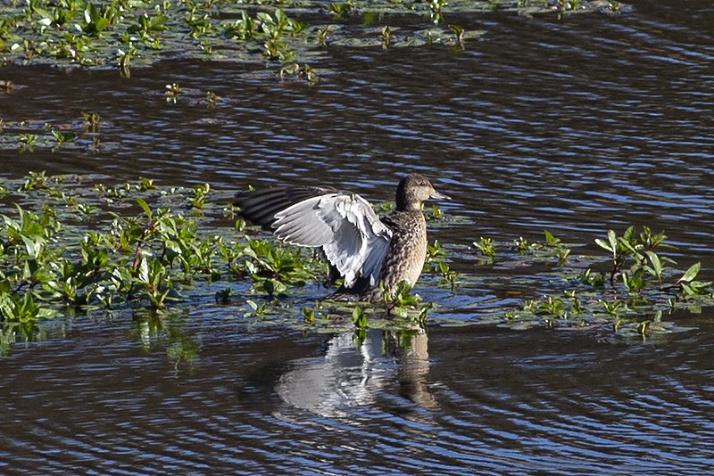 Green-winged Teal - ML121977671