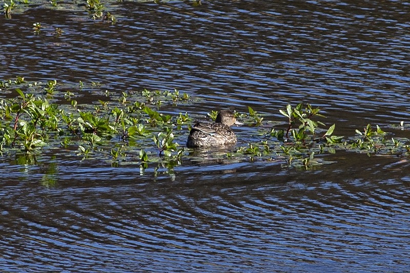 Green-winged Teal - Martin Wall