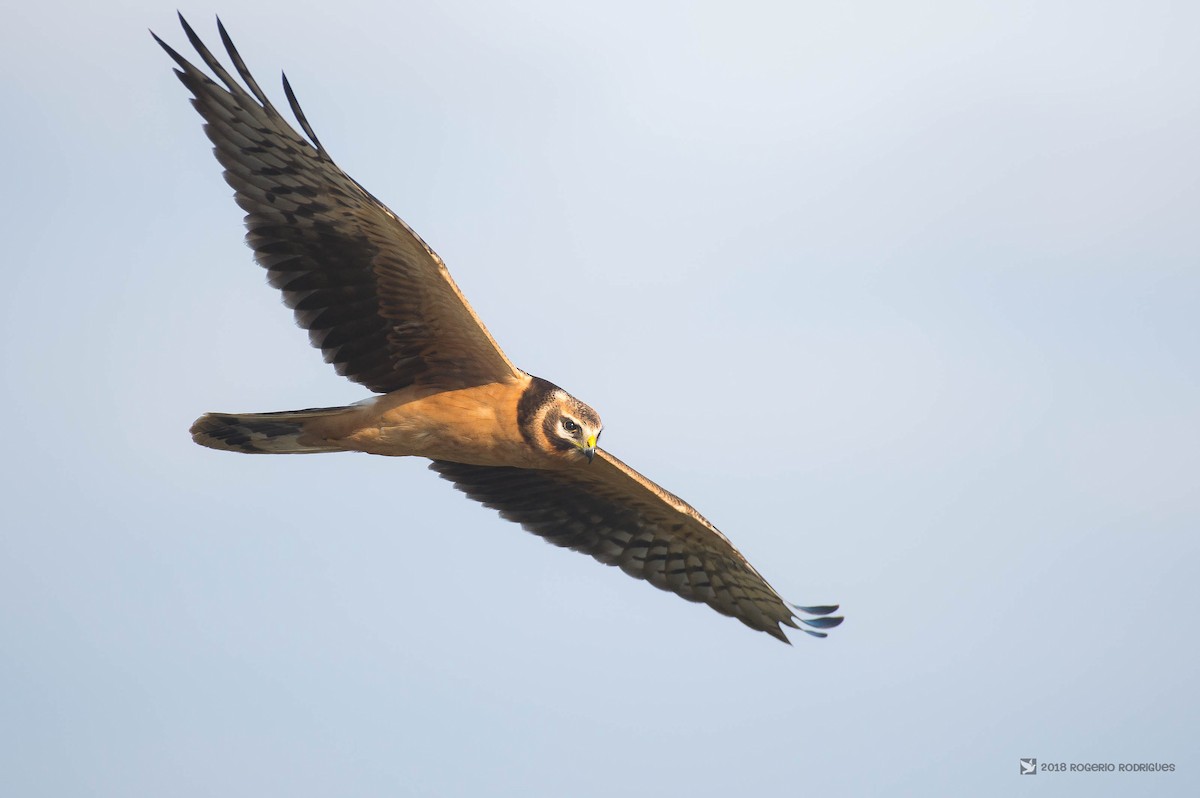 Pallid Harrier - ML121977771