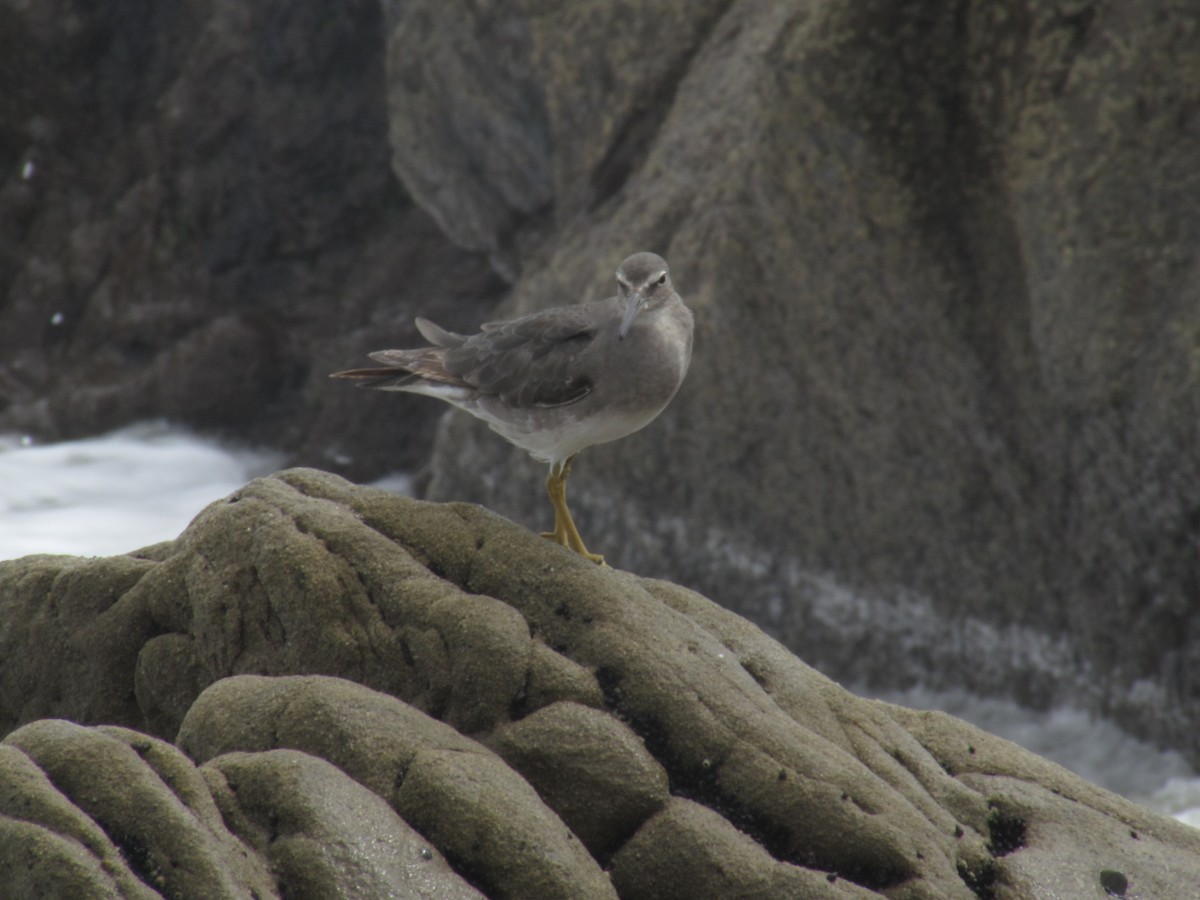 Wandering Tattler - ML121978361