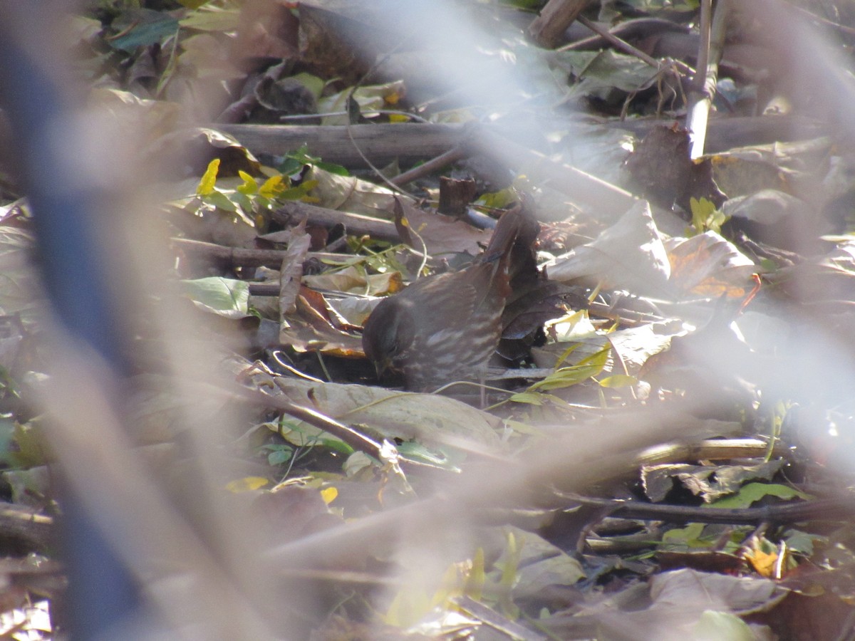 Fox Sparrow - ML121978761