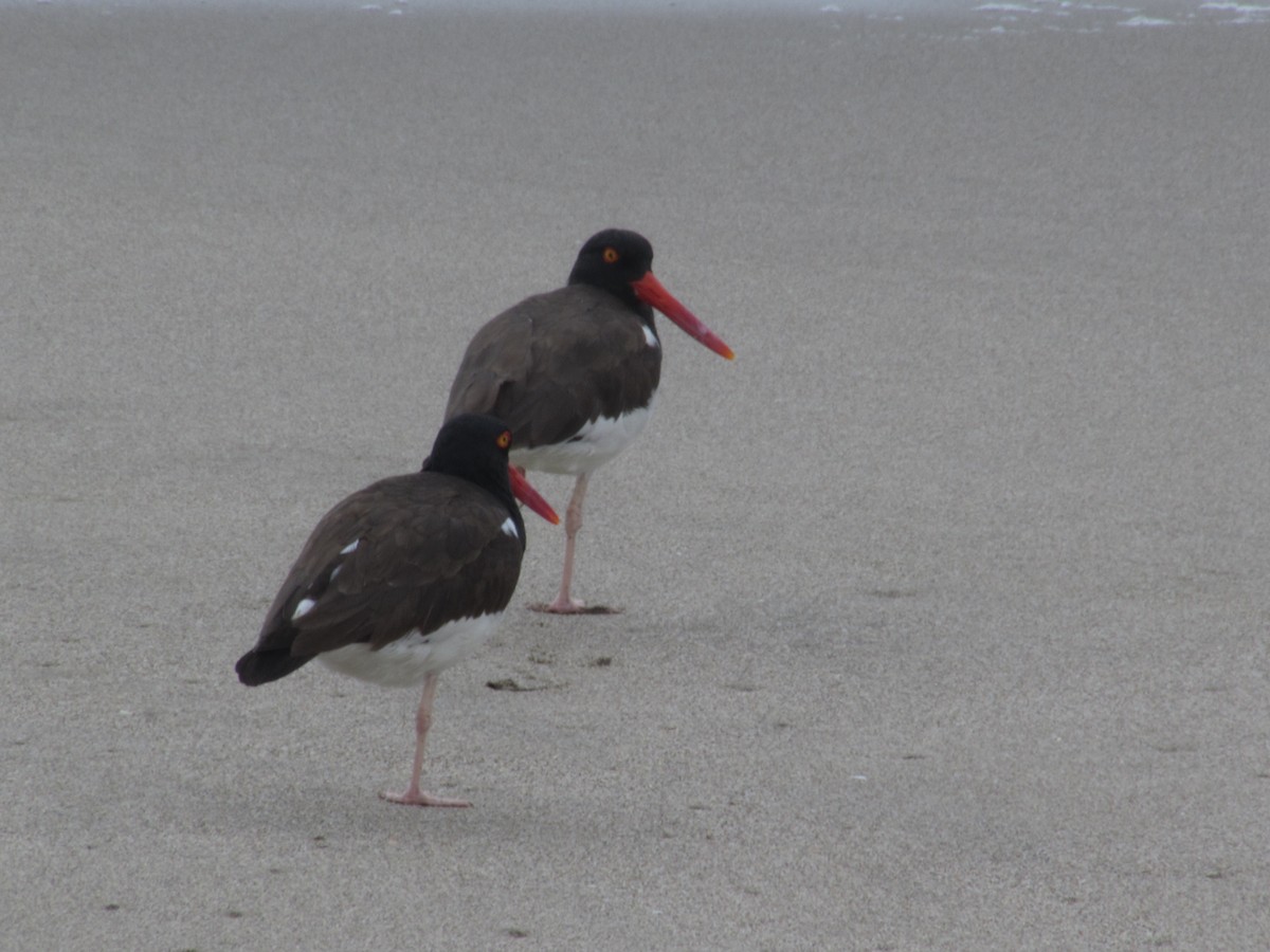 American Oystercatcher - ML121978811