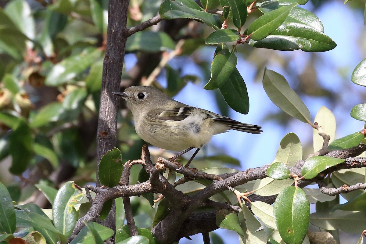 Ruby-crowned Kinglet - ML121980951