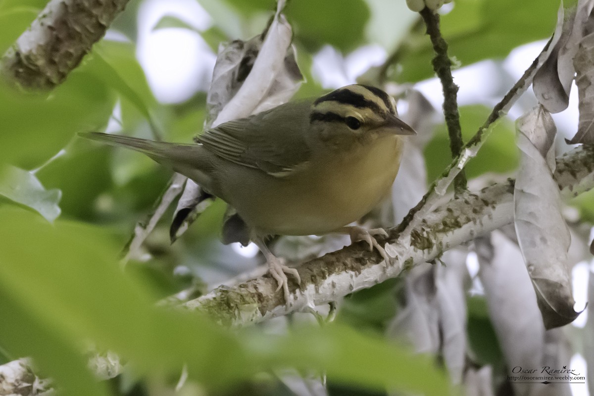 Worm-eating Warbler - ML121981421