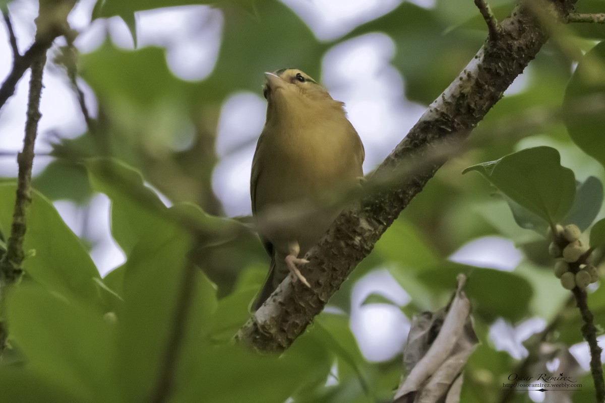 Worm-eating Warbler - Oscar Ramirez Alan