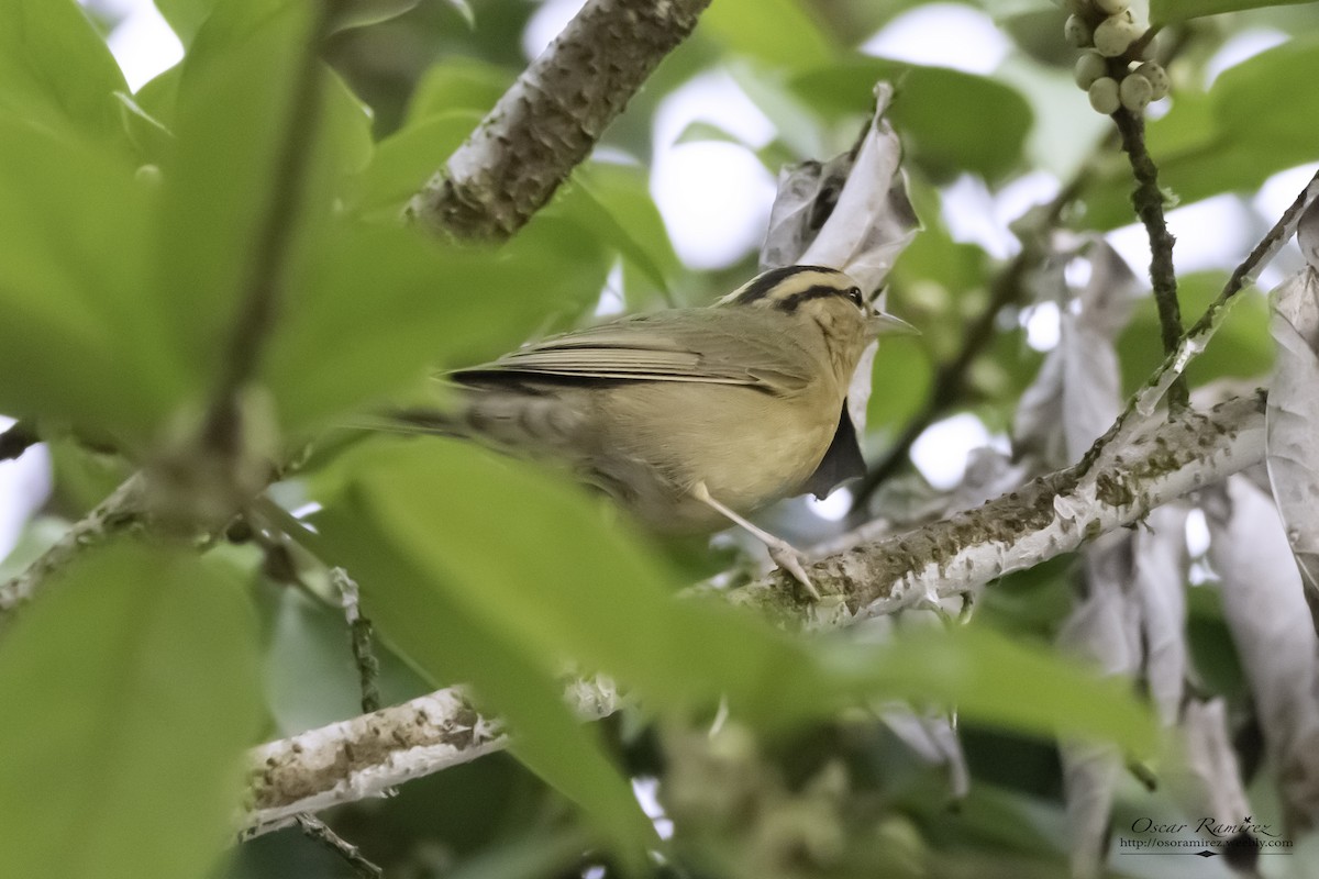 Worm-eating Warbler - ML121981441