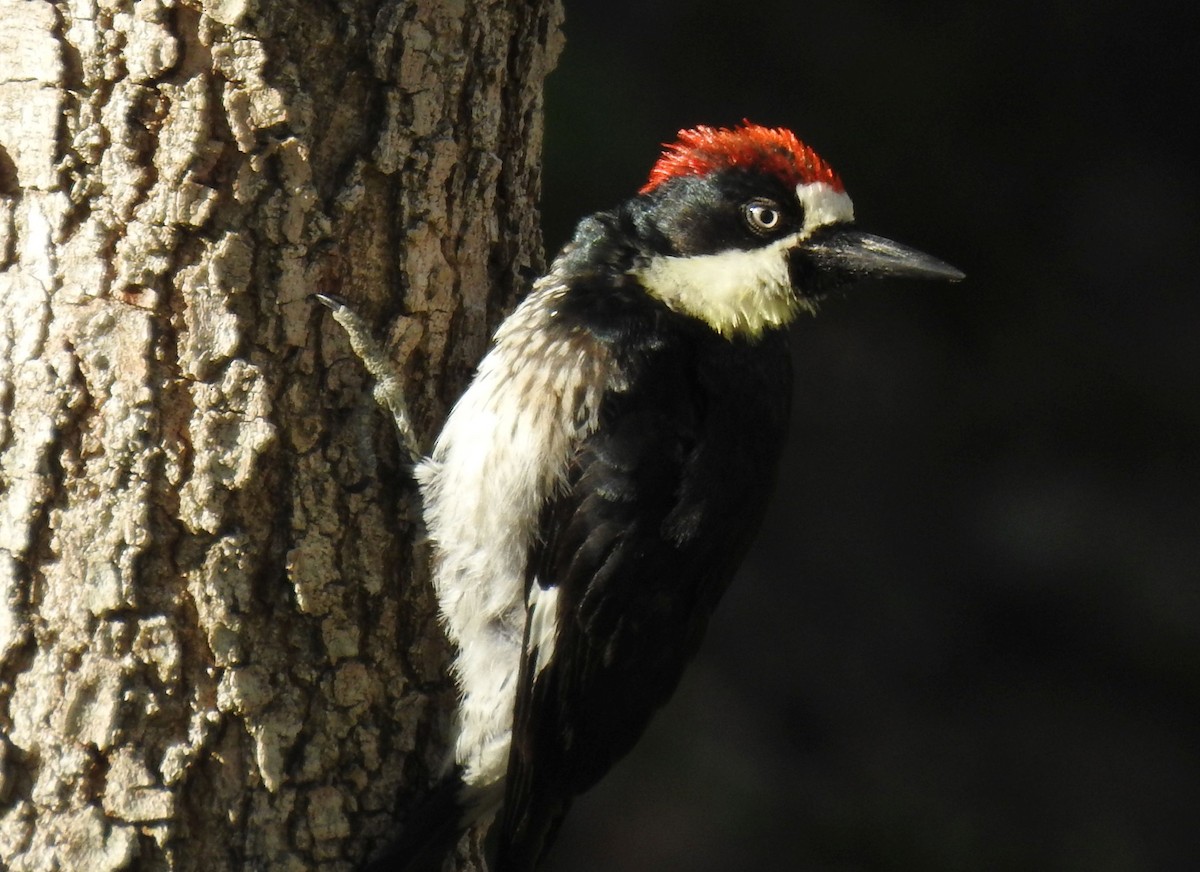 Acorn Woodpecker - ML121981761