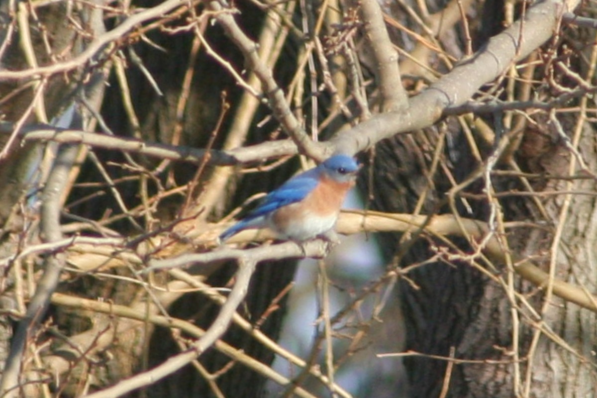 Eastern Bluebird - Joshua Emm