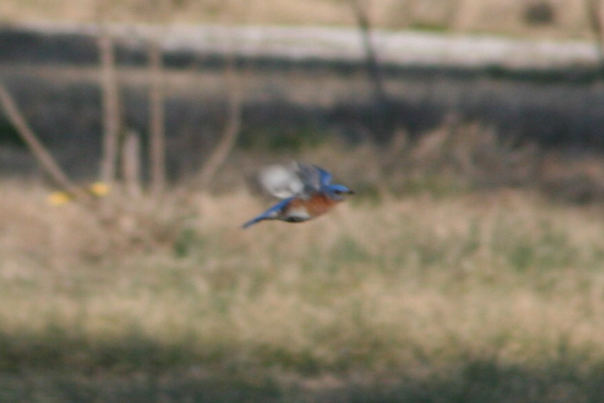 Eastern Bluebird - ML121981801